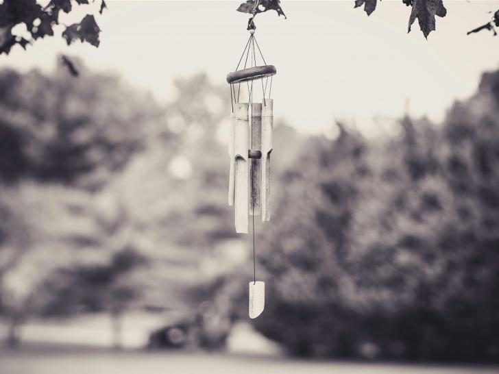 Kostenloses Stock Foto zu ast, bambus, baum